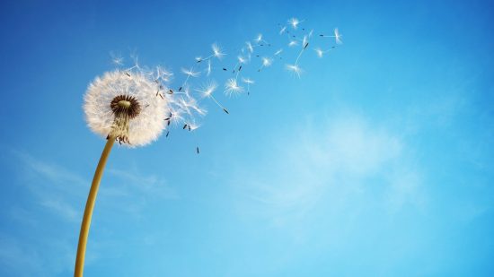 Vision image – dandelion Vision image - dandelion